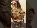 Coppia di busti orientali in terracotta