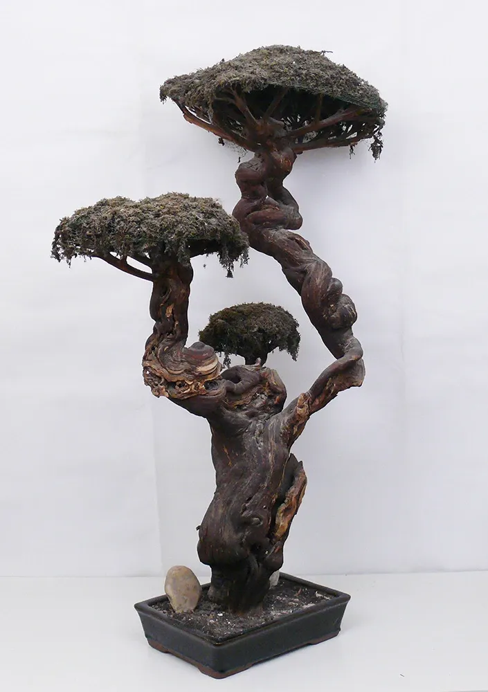 Bonsai crioessiccato 3.webp