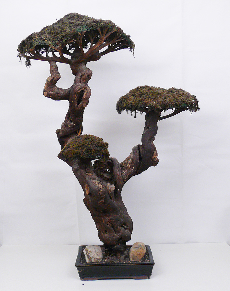[CA1024] Bonsai