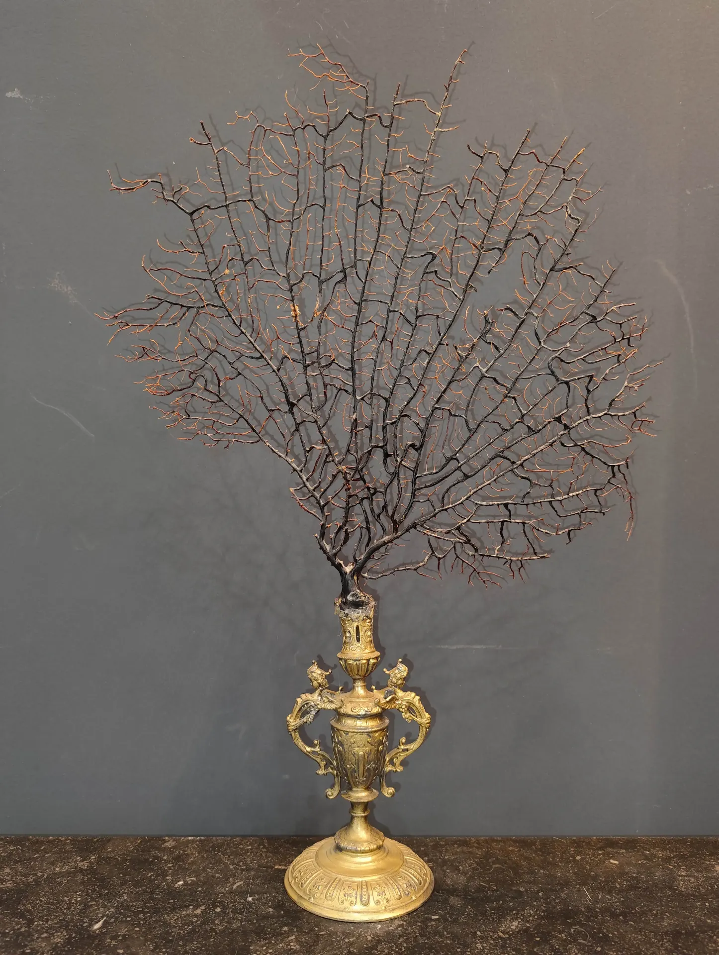 [CA/1552] Gorgonia naturale con base in metallo